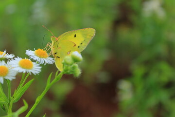 野花と蝶の接写