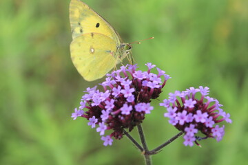 野花と蝶の接写