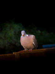 pigeon on the wall