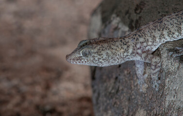 close up of salamander head in the desert