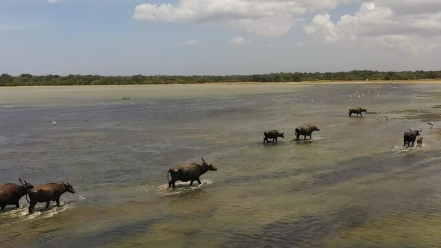 Aerial view of Water buffaloes in a lake in Kumana National Park. Sri Lanka.