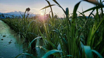 grass in the morning