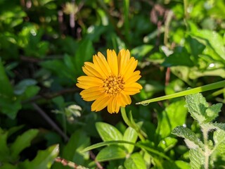 Wedelia flower (Sphagneticola trilobata) grows wild and fertile in the Borneo tropical climate