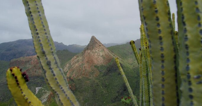 Teno mountains - Risco Blanco, Gorge and Canyon between Maska and Tamaimo in Tenerife. Canary Islands. Spain. Euphorbia canariensis - succulent, cactus.