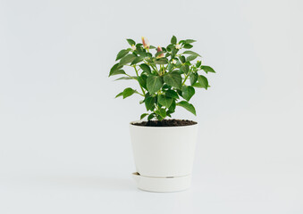Decorative peppers grown in a flower pot on white background. Small chili peppers in a pot. Vegetable garden at home. Copy space.
