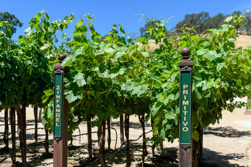 Zinfandel and Primitivo red wine grape variety outdoor signs on metal vertical end post in summer vineyard - obrazy, fototapety, plakaty