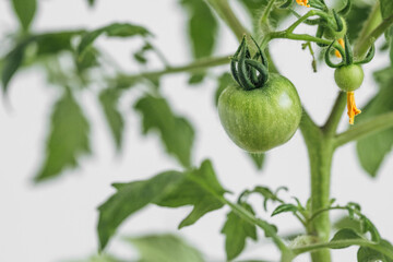 Green cherry tomatoes on a bush closeup. Tomatoes grown in a pot on a white background. Vegetable home garden.