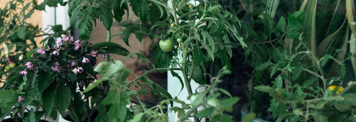 Vegetable garden at home. Tomatoes and peppers grown in flower pots on the windowsill. Banner.