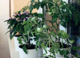 Green cherry tomatoes grown on the terrace. Tomatoes in flower pots. Vegetable garden on the windowsill.