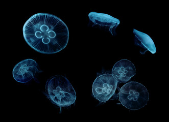 ゆったりと浮遊するミズクラゲ、アクアリウムのイメージ