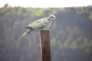 Eurasian collared dove (Streptopelia decaocto) bird perched on am old fence. Wildlife in nature. Netherlands.