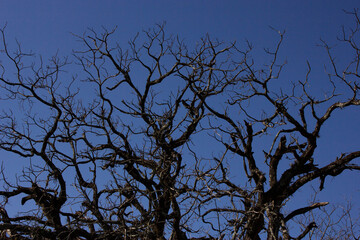 tree silhouette against sky