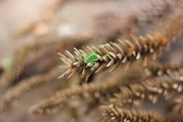 close up of a mantis on a branch
