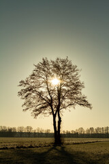 Sonne im Baum