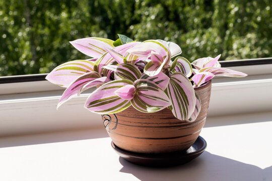 Home potted ornamental tradescantia plant on the bright windowsill of the room by the window.