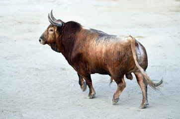 Foto op Plexiglas toro bravo español en un espectaculo taurino © alberto