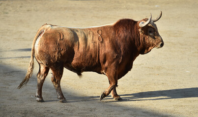 strong bull with big horns in spain