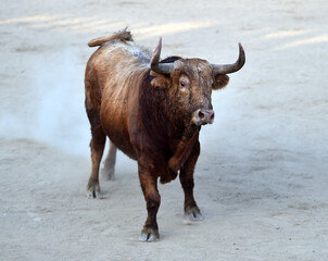 a bravery bull with big horns in spain