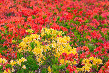 長野県宮田村　宮田高原キャンプ場の景色