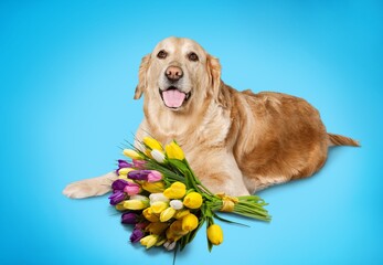 Small cute puppy dog lying near the bouquet of tulips. Bright spring postcard