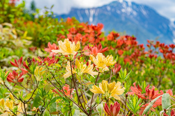 Obraz premium 長野県宮田村 宮田高原キャンプ場の景色