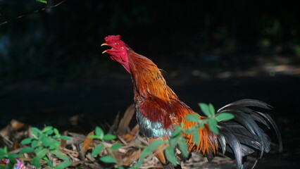 The rooster is crowing. Dark background. Focus selected