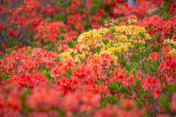 長野県宮田村　宮田高原キャンプ場の景色