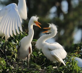Young Great White Egret Heron Chicks babies Siblings
