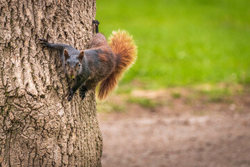 Two colored  squirrel jumping on the tree trunk