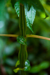 Taiwan, Xitou, garden farm, star anise, green leaves