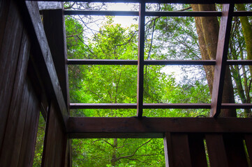 dense, forest, tourists, ornamental, tree house in the forest