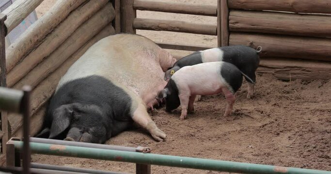 , mother breastffeding