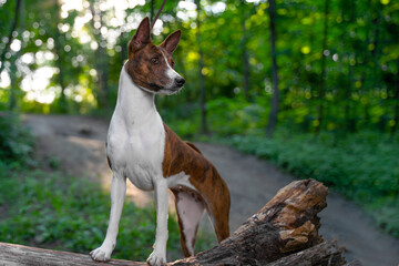 Graceful basenji brindle dog stands in the middle of a park or forest, with its paws on a snag and looks away while walking, front view, trees on blurred background