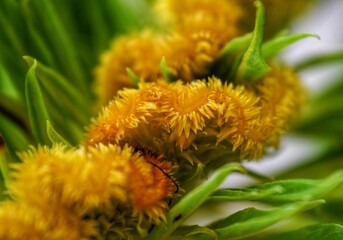 close up of a yellow flower