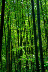 Plakat national forest, fresh, green, bamboo forest, bamboo