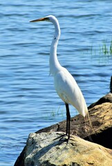 Great Egret 