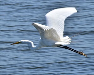Fototapeta na wymiar Great Egret 