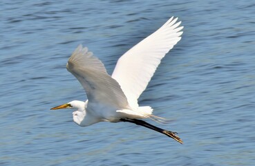 Great Egret 