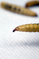 close up of dried black soldier maggots or bsf