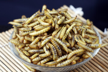 close up of dried black soldier maggots or bsf