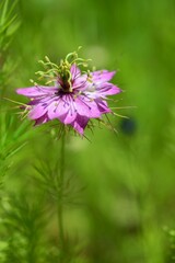 クロタネソウ（黒種草）Nigella
