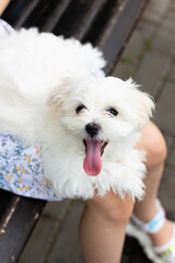 The Maltese lapdog is lying on the lap of a girl with her tongue sticking out