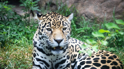 Fototapeta na wymiar Jaguar from South American as zoo specimen in Birmingham Alabama.