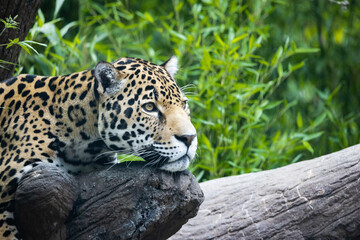 Fototapeta na wymiar Jaguar from South American as zoo specimen in Birmingham Alabama.