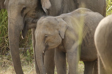 Fototapeta premium Sri lankan elephant