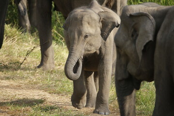 Fototapeta premium elephant in the zoo