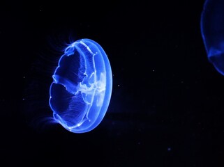 神秘な世界のクラゲ