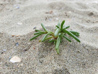 plant on the sand