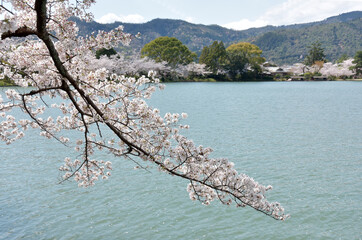 春の大沢池　池畔の桜　京都市右京区嵯峨