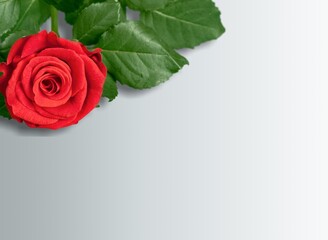 Bright fresh beautiful rose on the desk